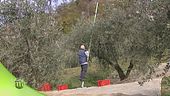 Terra degli ulivi