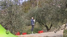 Terra degli ulivi
