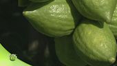 Il cedro