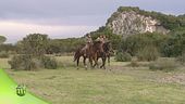Butteri della Maremma