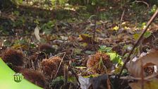 La raccolta delle castagne