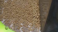 I pinoli, dalla raccolta alla produzione