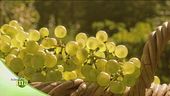 La cura delle vigne in Trentino