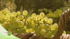 La cura delle vigne in Trentino