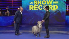 Bombel: il cavallo più basso del mondo