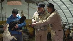 La pastora chef del formaggio e del latte