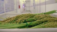 Riso, gli studi in laboratorio