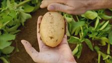 Un campo sperimentale del Consorzio della patata Selenella
