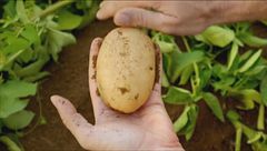 Un campo sperimentale del Consorzio della patata Selenella