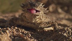 Ep. 1 - Parco nazionale dei Saguaro