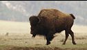 Ep. 4 - Parco nazionale di Yellowstone