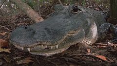 Ep. 8 - Parco nazionale delle Everglades