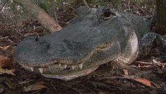 Ep. 8 - Parco nazionale delle Everglades