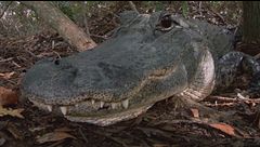 Ep. 8 - Parco nazionale delle Everglades
