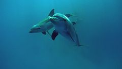 Ep. 2 - I suoni della giungla