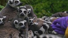 Ep. 3 - Il linguaggio invisibile dei sensi