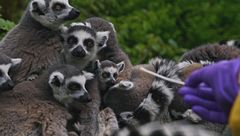 Ep. 3 - Il linguaggio invisibile dei sensi