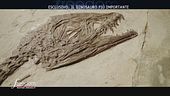 Esclusivo: il dinosauro più importante