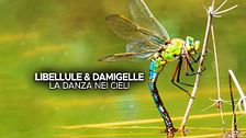 Libellule & damigelle - La danza nei cieli