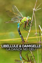 Libellule & damigelle - La danza nei cieli