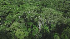 Ep. 2 - Foreste
