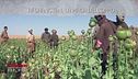 Afghanistan, la piaga dell'oppio