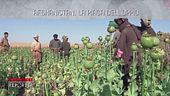 Afghanistan, la piaga dell'oppio