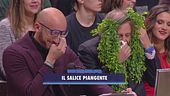Il salice piangente