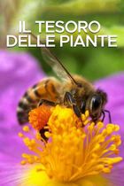 Il tesoro delle piante