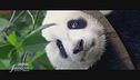 Il grande vantaggio del panda