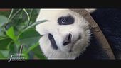 Il grande vantaggio del panda