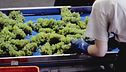 Il metodo di vinificazione innovativo a Ca' Del Bosco