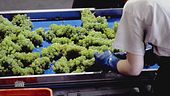 Il metodo di vinificazione innovativo a Ca' Del Bosco