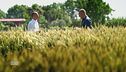 La produzione del grano Caputo