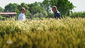 La produzione del grano Caputo