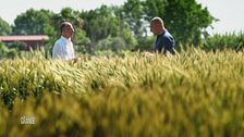 La produzione del grano Caputo