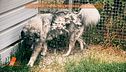 Beppe Pedrazzini: sulle tracce del cane Titan