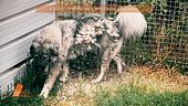 Beppe Pedrazzini: sulle tracce del cane Titan