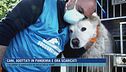 Cani, adottati in pandemia e ora scaricati