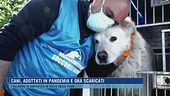 Cani, adottati in pandemia e ora scaricati