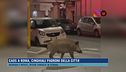 Caos a Roma, cinghiali padroni della città