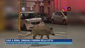 Caos a Roma, cinghiali padroni della città