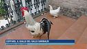 Copparo, il giallo del gallo Garibaldi