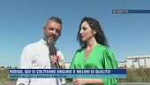 Rodigo, angurie e meloni fanno i conti con i rincari