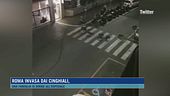 Roma invasa dai cinghiali