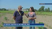 La siccità colpisce il settore del riso