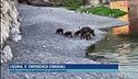 Liguria, è emergenza cinghiali