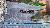 Liguria, è emergenza cinghiali