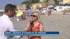 Genova, aggredita in spiaggia da un cinghiale
