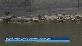 Siccità, preoccupa il lago Massacciuccoli